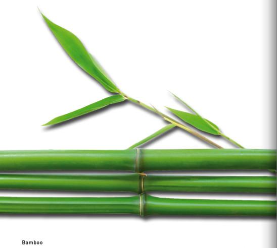 detail Zjazdové lyže Bogner Bamboo RK 16/17